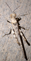 Derotmema delicatulum