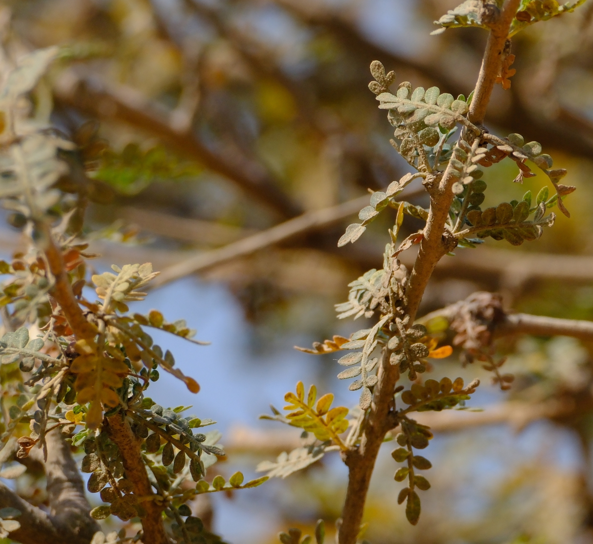 Boswellia asplenifolia (Balf.f.) Thulin 2