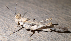 Derotmema delicatulum