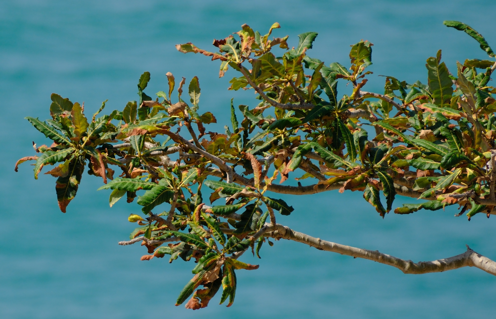 Boswellia popoviana Hepper 3