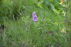 Lycianthes moziniana
