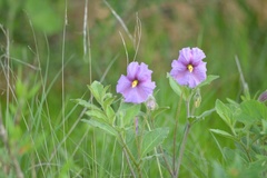 Lycianthes moziniana