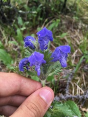 Dracocephalum grandiflorum