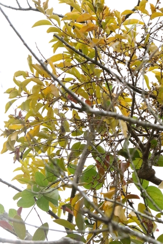 Scurrula parasitica, photograph 5