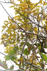 author not stated, no rights reserved Scurrula parasitica, photograph author not stated, no rights reserved