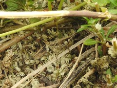 Trilophidia annulata