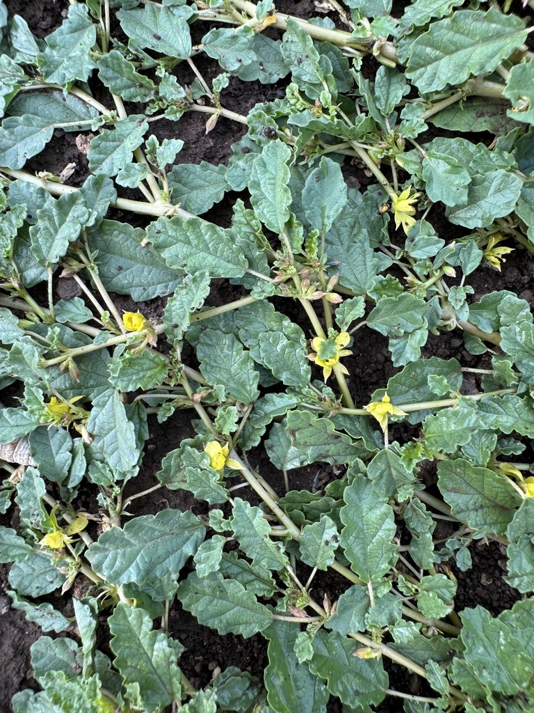 Corchorus depressus