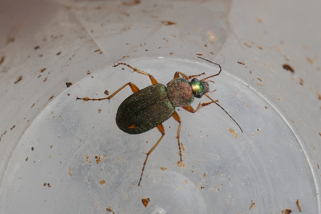 Chlaenius nitidulus