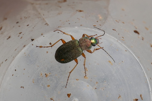 Chlaenius nitidulus