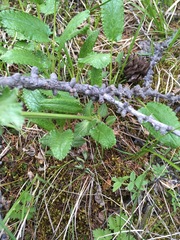Dracocephalum grandiflorum
