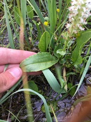 Lagotis integrifolia