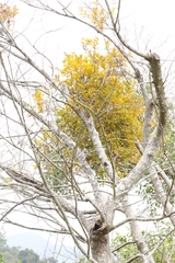 author not stated, no rights reserved Scurrula parasitica, photograph author not stated, no rights reserved