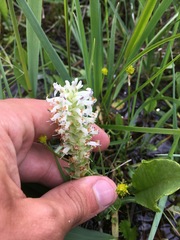 Lagotis integrifolia