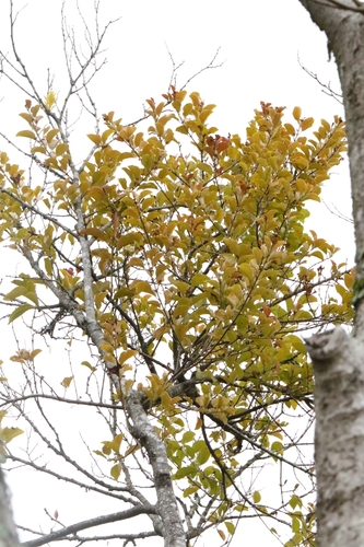 Scurrula parasitica, photograph 3