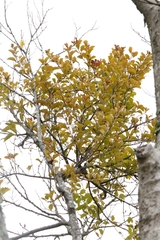 author not stated, no rights reserved Scurrula parasitica, photograph author not stated, no rights reserved
