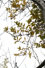 author not stated, no rights reserved Scurrula parasitica, photograph author not stated, no rights reserved