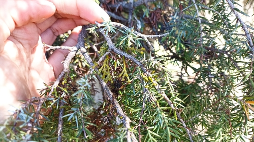 Arceuthobium oxycedri, photograph 4