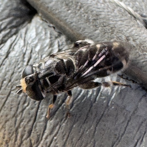 Eumerus obliquus