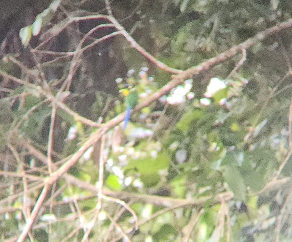 Long-tailed Broadbill (Psarisomus dalhousiae)