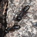 Western Carpenter Ant - Photo (c) Don Loarie, some rights reserved (CC BY)