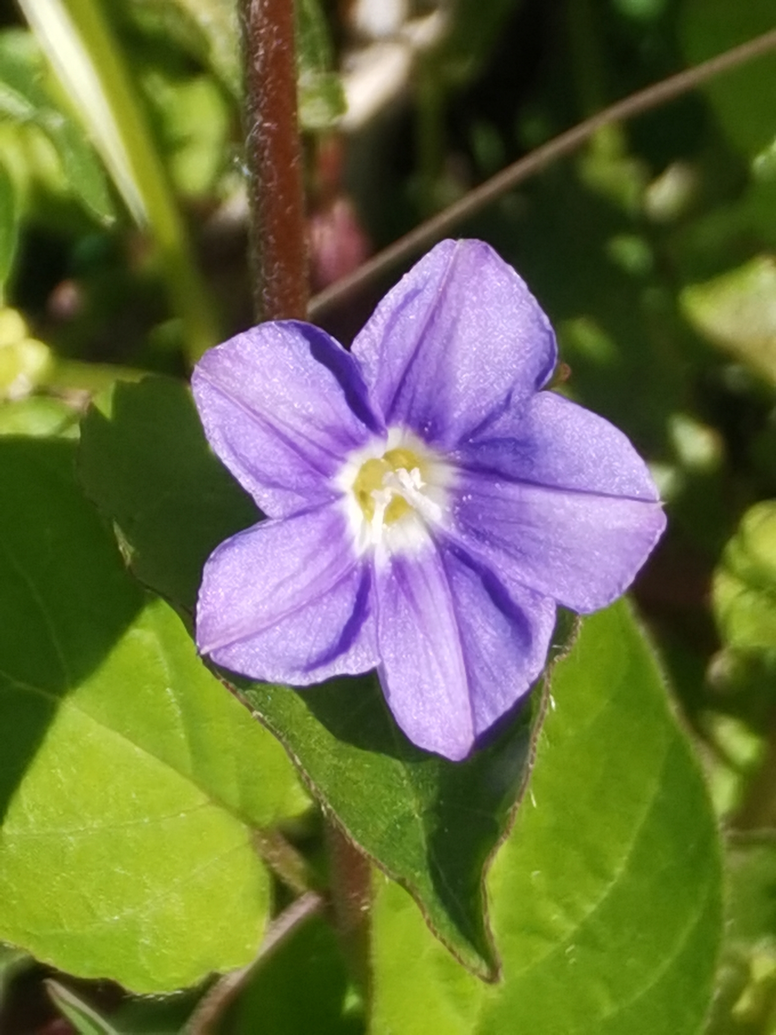 Correhuela azul
