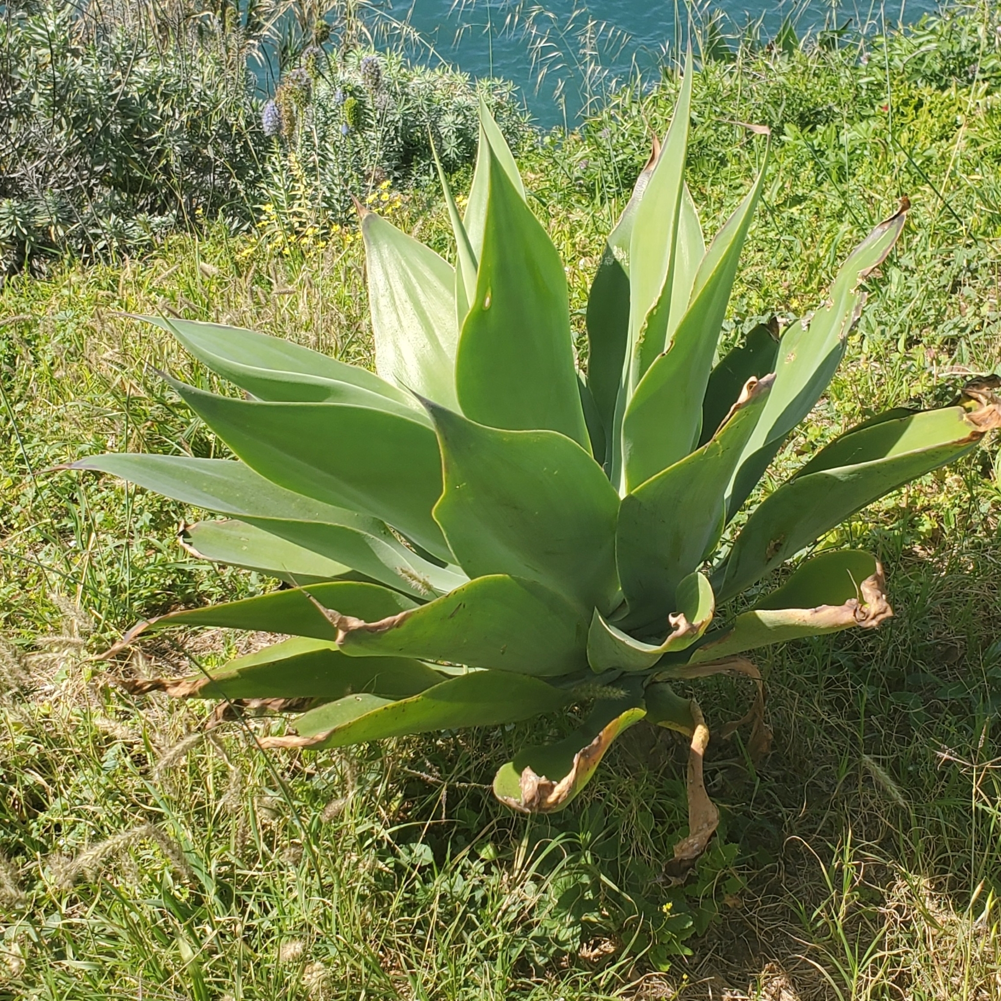Imagem de Agave-dragão
