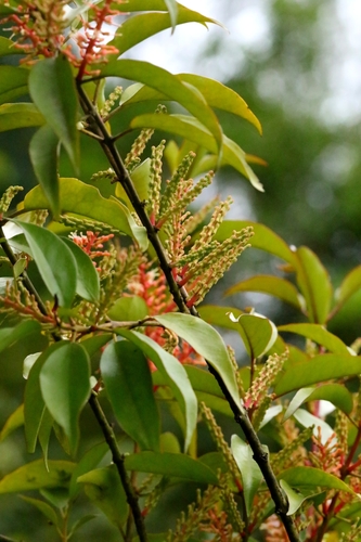 Helixanthera parasitica, photograph 3