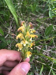 Pedicularis oederi