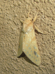 Lophocampa bicolor