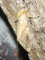 Lophocampa bicolor
