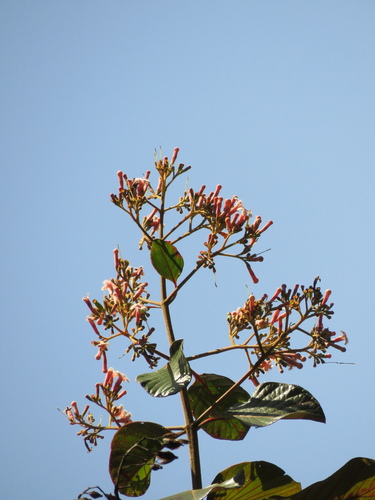 Cinchona pubescens - Leaves