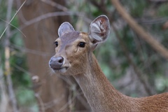 Rusa timorensis