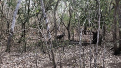 Rusa timorensis
