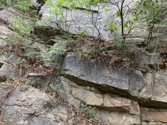 Heuchera glomerulata