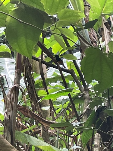 Montserrat Oriole (Icterus oberi), photo 9