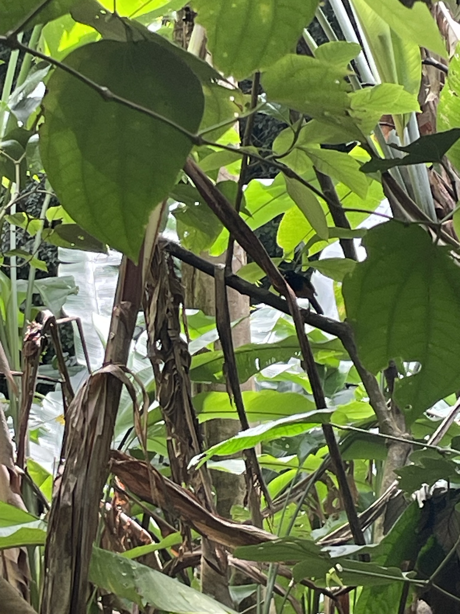 Montserrat Oriole (Icterus oberi), photo 5