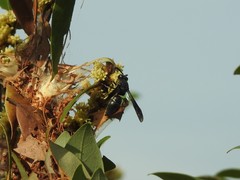 Anterhynchium flavomarginatum