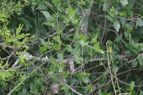 Foto de Flor-das-almas