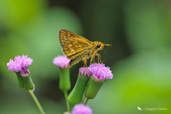 Taractrocera ardonia