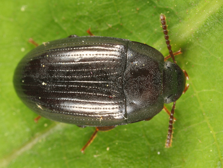Platydema subcostata