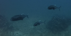 Giant Trevally