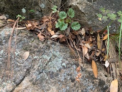 Heuchera glomerulata