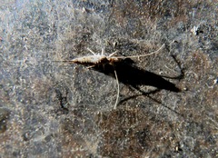 Pedetontus saltator