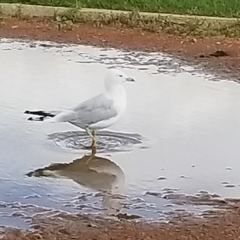 Larus delawarensis
