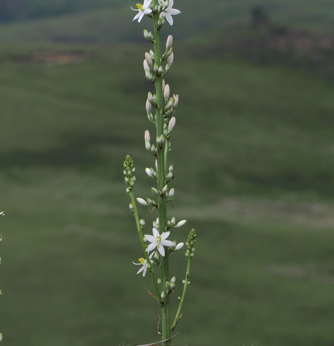 Chlorophytum krookianum, photograph 6