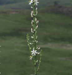 Chlorophytum krookianum, photograph (c) desertnaturalist, some rights reserved (CC BY)