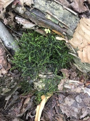 Dichelyma pallescens