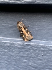 Actebia fennica