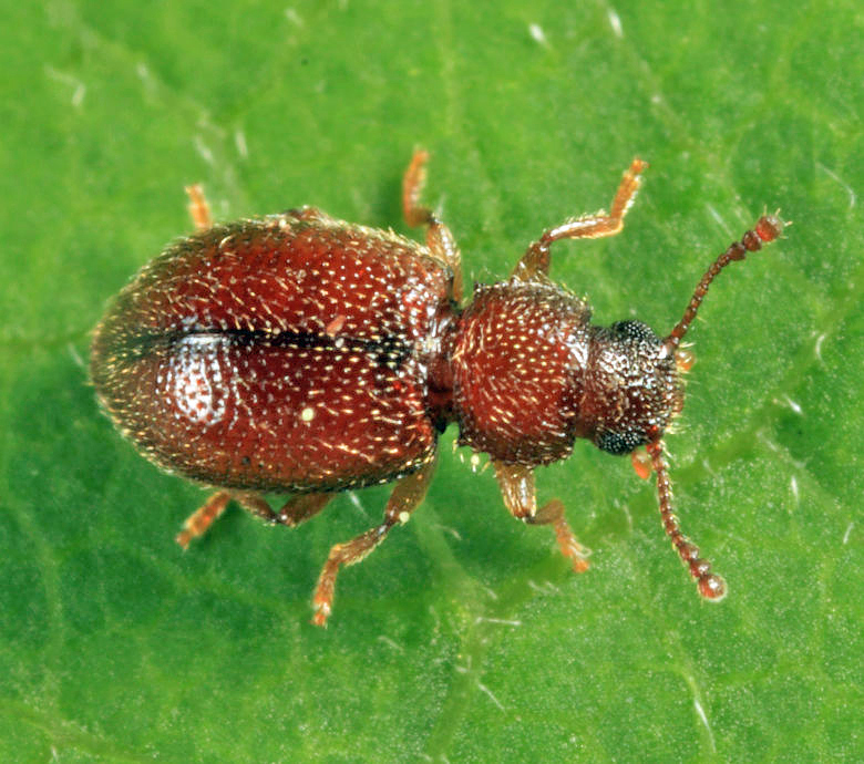 Paratenetus gibbipennis