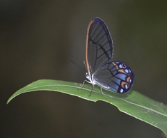 Pseudohaetera hypaesia